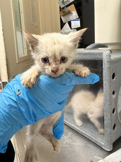 VENUS - Domestic Short Hair available for adoption