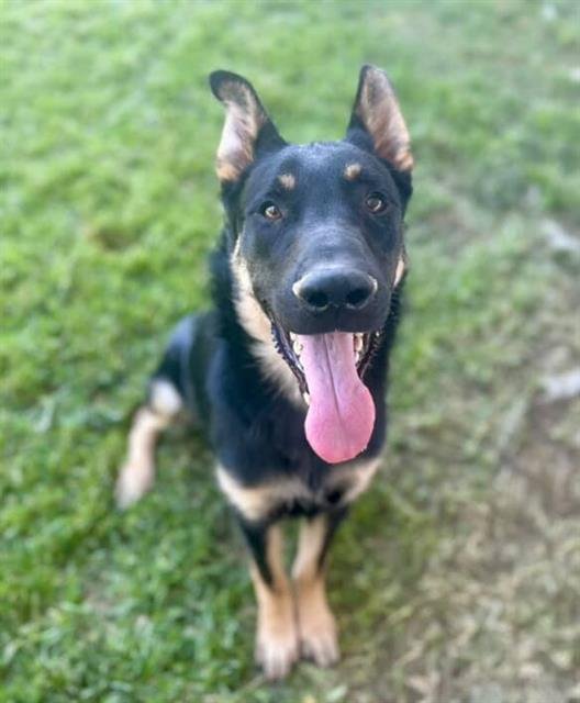 BUSTER - German Shepherd Dog available for adoption