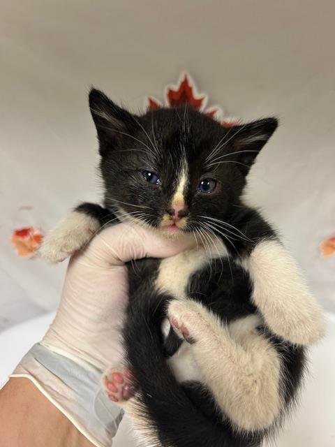 FERRIS - Domestic Short Hair available for adoption