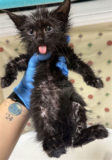 TWILIGHT - Domestic Short Hair available for adoption