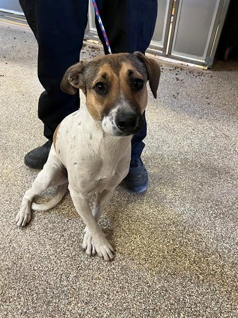 TOOTSIE - Australian Cattle Dog/Blue Heeler available for adoption