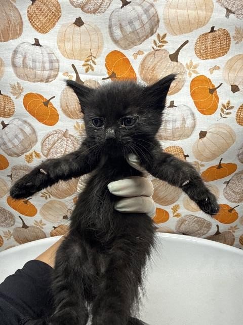 FLOR - Domestic Short Hair available for adoption
