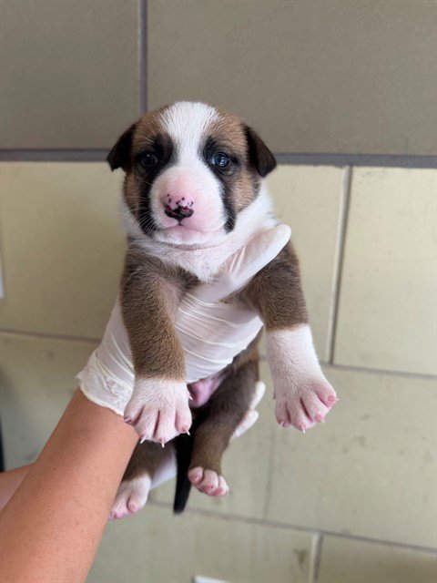 HOPPER - Pit Bull Terrier / German Shepherd Dog available for adoption