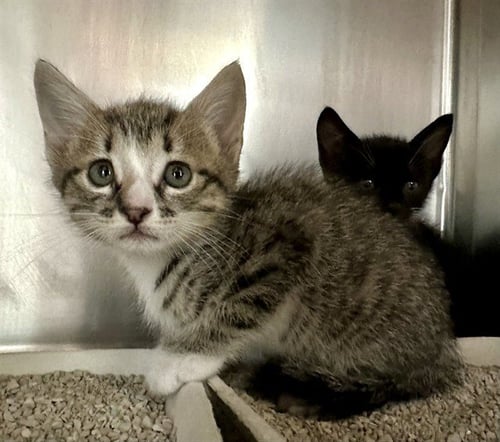 ELIDE - Domestic Short Hair available for adoption