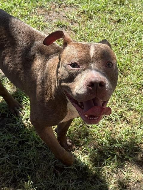 STONE - Pit Bull Terrier available for adoption