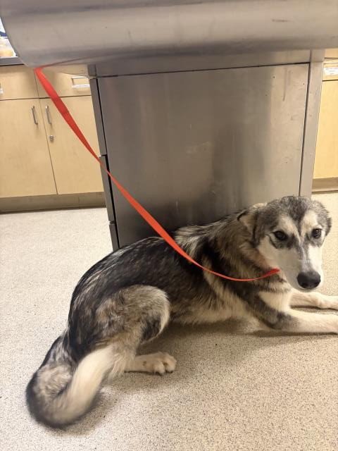 ELLIE - Husky available for adoption