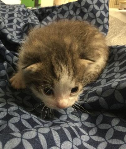 CHANCE - Domestic Short Hair available for adoption