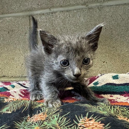 DINKY - Domestic Short Hair available for adoption