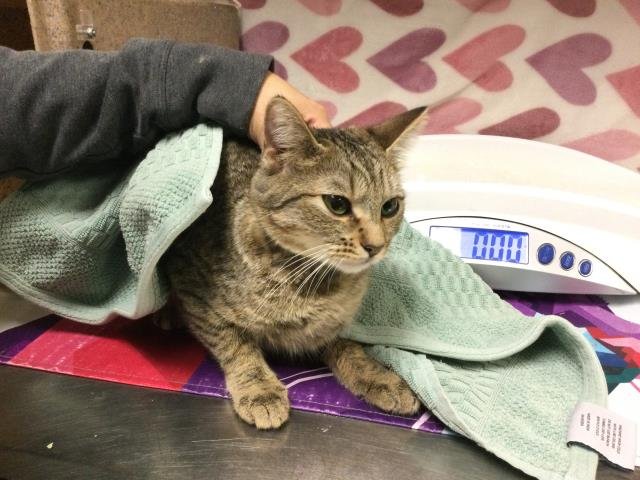 SALEM - Domestic Short Hair available for adoption