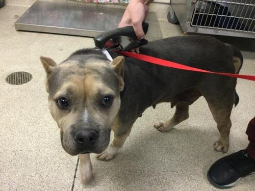 SHORTY - Pit Bull Terrier available for adoption