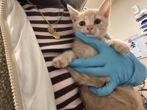 A1919713 - Domestic Short Hair available for adoption