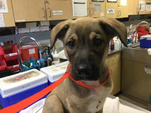 BOBBY - German Shepherd Dog available for adoption