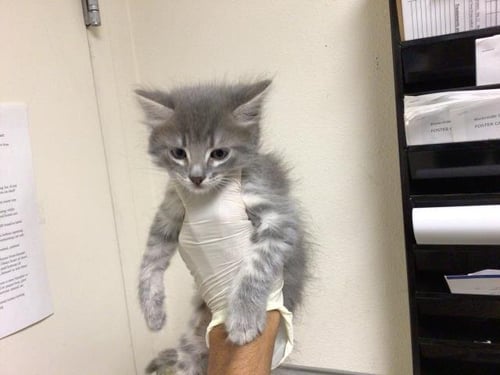 DUSK - Domestic Short Hair available for adoption