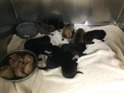 FLIP FLOP - Pit Bull Terrier available for adoption