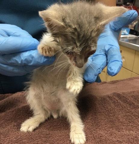 MEATBALLS - Domestic Short Hair available for adoption