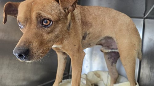 HUCKLEBERRY FINN - Chihuahua available for adoption