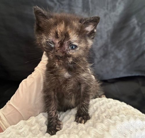 PENNY - Domestic Short Hair available for adoption