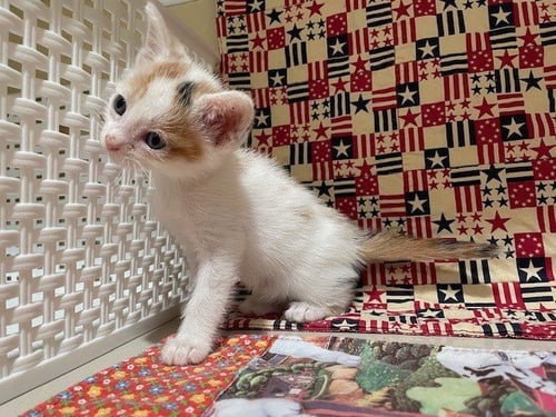 FALL - Domestic Short Hair available for adoption