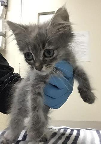 MICHI - Domestic Long Hair available for adoption