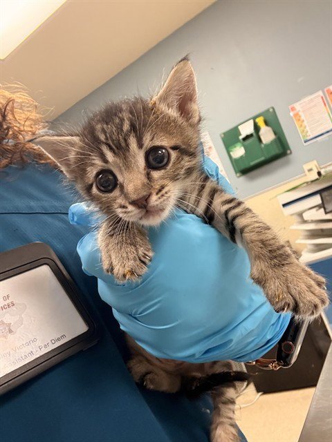 A1914394 - Domestic Short Hair available for adoption