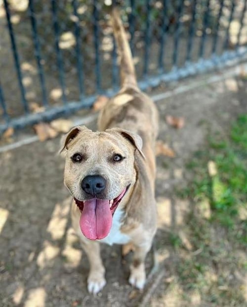 PRECIOUS - Pit Bull Terrier available for adoption