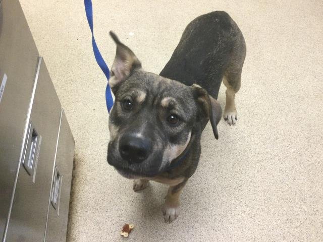 BELLE - German Shepherd Dog available for adoption