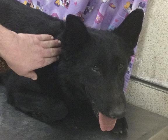 ADOBE - German Shepherd Dog available for adoption