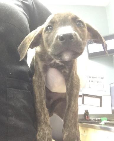 BUDDY - Doberman Pinscher available for adoption