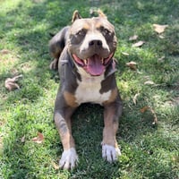 MASON - Photo 1