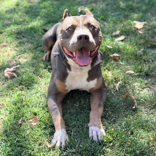 MASON - American Bulldog / Bulldog available for adoption