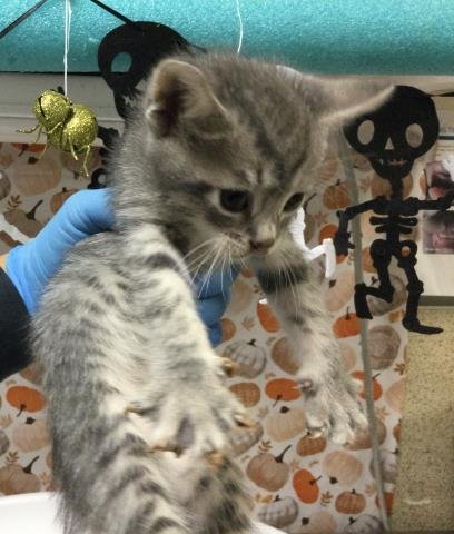 MOON - Domestic Short Hair available for adoption