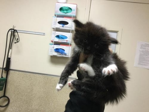 NOKIA - Domestic Short Hair available for adoption
