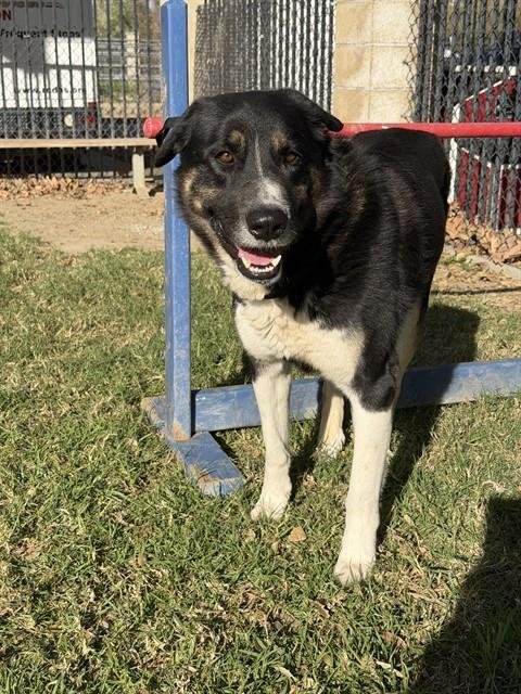 WILLY - Bernese Mountain Dog available for adoption