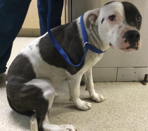 JAMIE - Pit Bull Terrier available for adoption