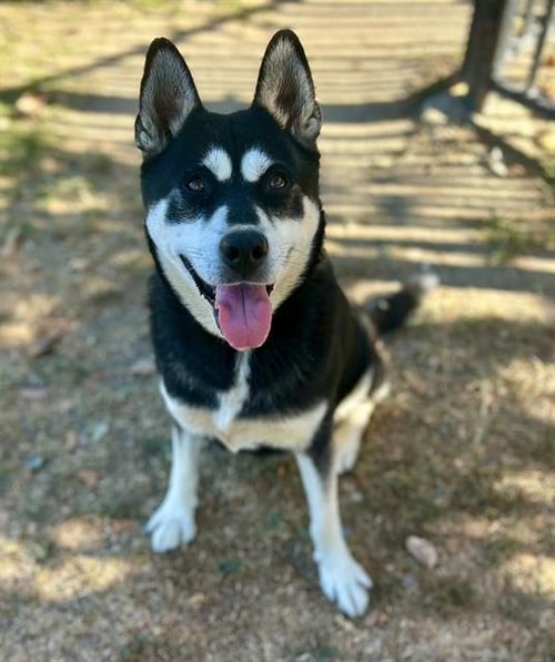 DAISY - Siberian Husky available for adoption