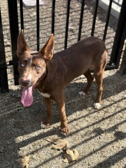 REYNOLD - Australian Cattle Dog/Blue Heeler available for adoption
