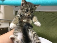 LUNA - Photo 1