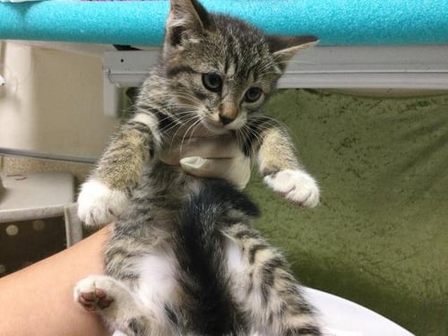 LUNA - Domestic Short Hair available for adoption