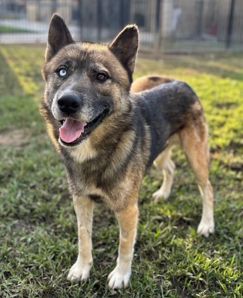 ROCKY - German Shepherd Dog / Siberian Husky available for adoption