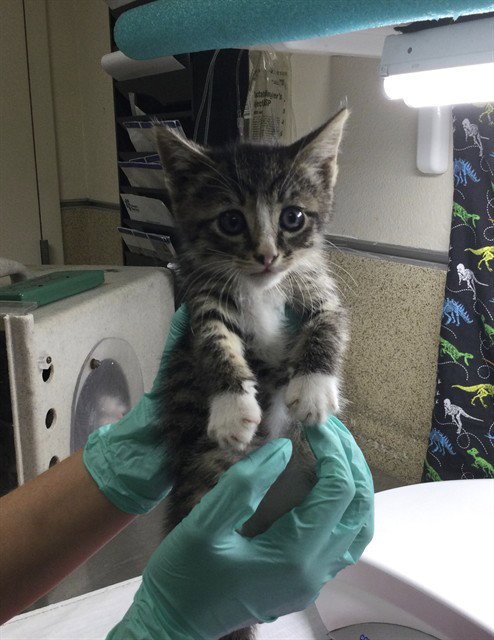OREO - Domestic Short Hair available for adoption
