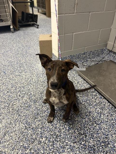 BOBO - Australian Cattle Dog/Blue Heeler available for adoption
