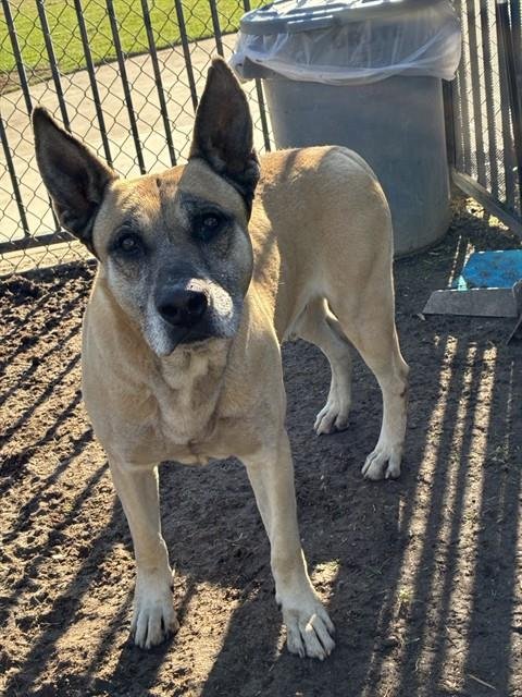 JOHNNY APPLESEED - German Shepherd Dog available for adoption