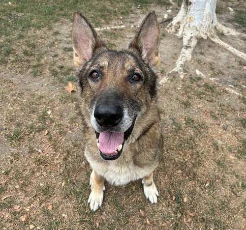 WILMA - German Shepherd Dog available for adoption