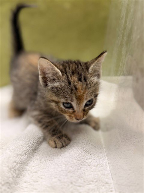 A1916586 - Domestic Short Hair available for adoption