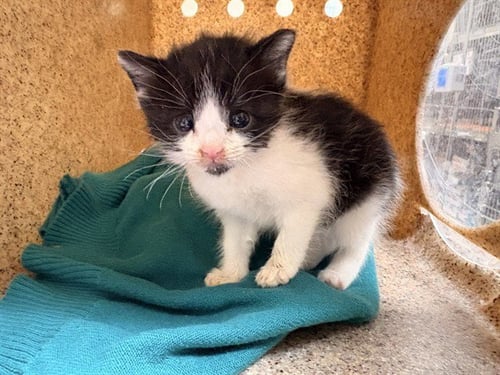MELL - Domestic Short Hair available for adoption