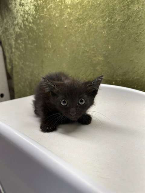 ED - Domestic Short Hair available for adoption