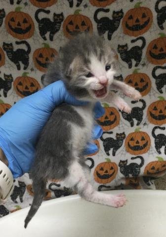 CHAVO - Domestic Short Hair available for adoption