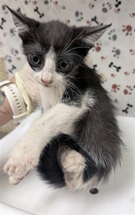 DEAN - Domestic Short Hair available for adoption