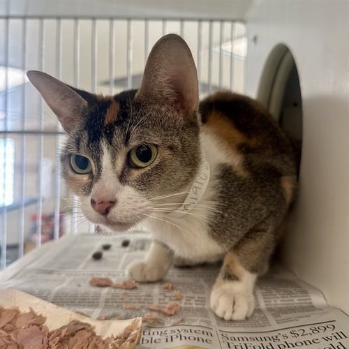 LINZEY - Domestic Short Hair available for adoption