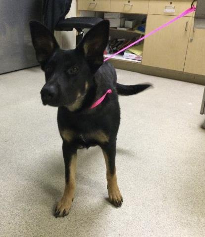 BAYLEE - German Shepherd Dog available for adoption